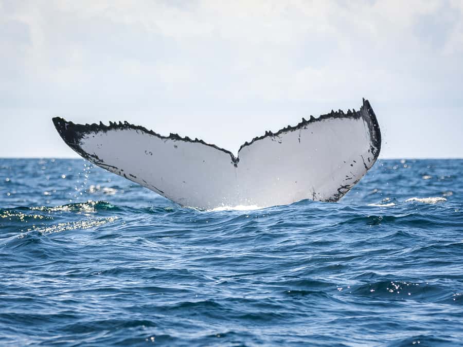 Gold Coast: Swim with Whales - Three hours off the Gold Coast