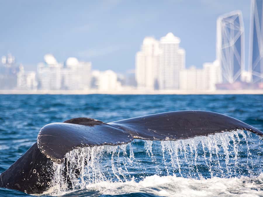 Gold Coast: Swim with Whales - The value of the small boat