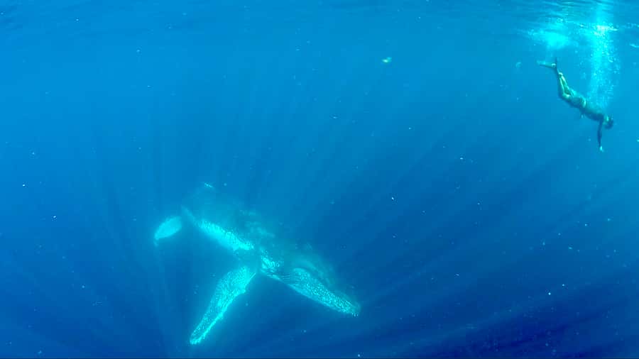 Gold Coast: Swim with Whales - A respectful way to meet wild whales
