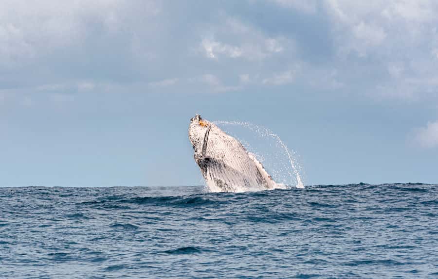 Gold Coast: Swim with Whales - What $268 per person really covers