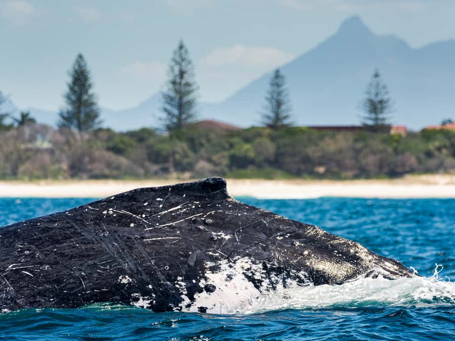 Gold Coast: Swim with Whales - Who should book this experience