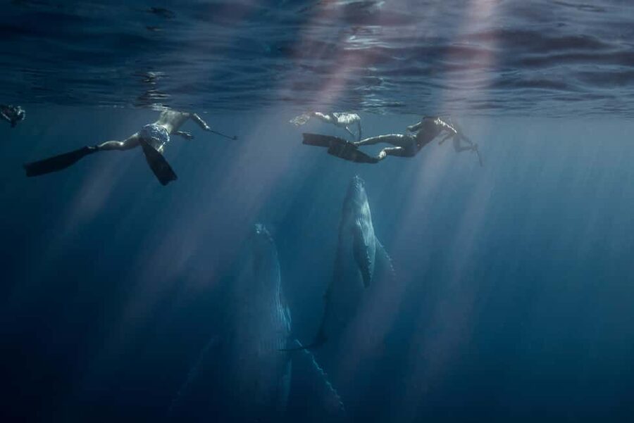 Gold Coast: Swim with Whales - Starting at Chinderah Bay Drive
