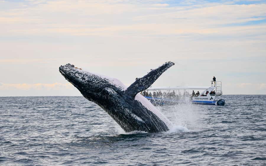 Gold Coast Whale Experience - Key points to know before you book