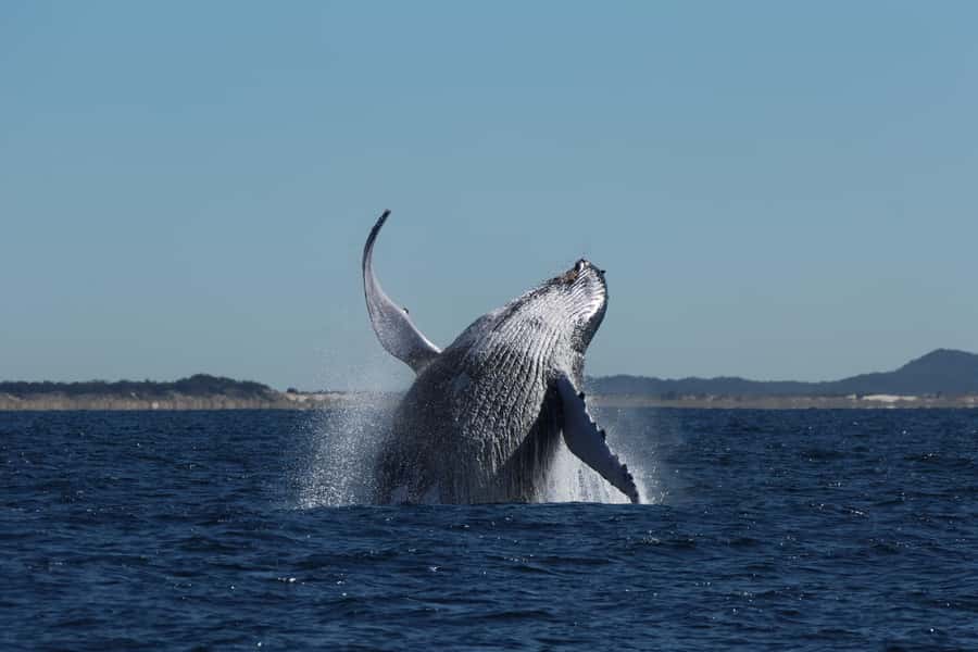 Gold Coast Whale Experience - A simple strategy for getting the most from the trip