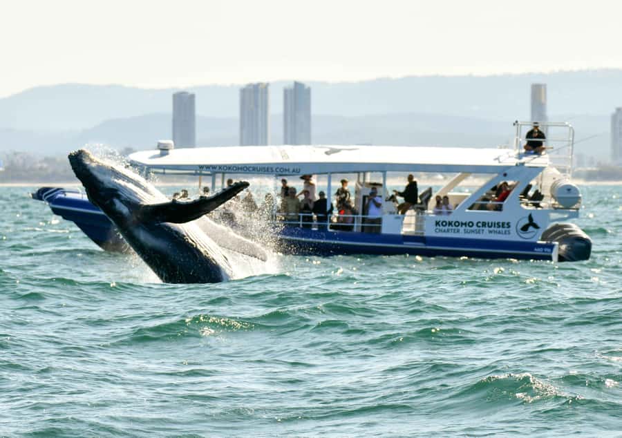 Gold Coast Whale Experience - Reaching the Whale Highway from Main Beach