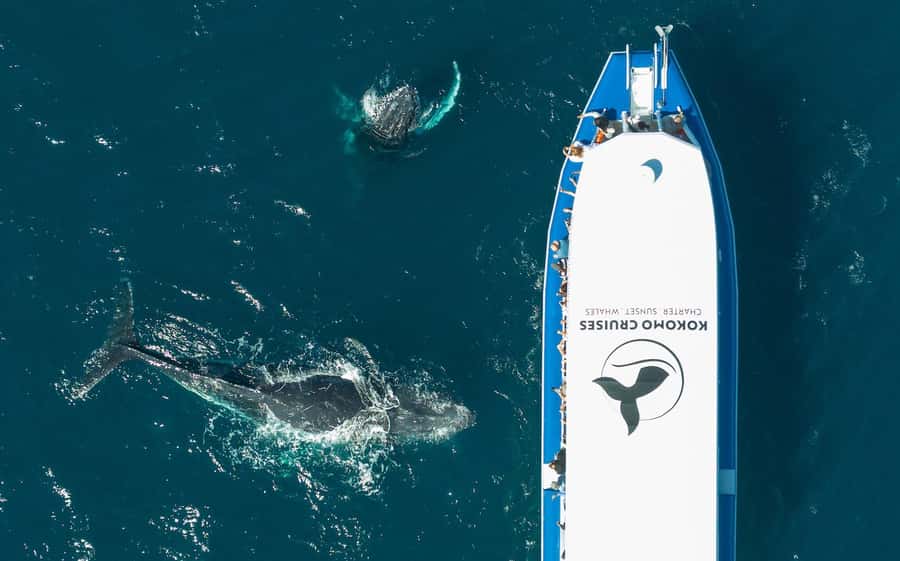 Gold Coast Whale Experience - More than whales: dolphins, turtles, fish, and seabirds