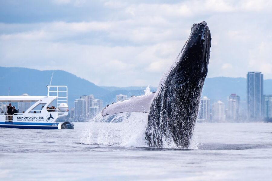 Gold Coast Whale Experience - How rough is the sea?