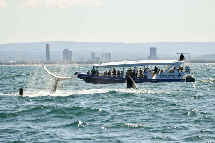 Gold Coast Whale Experience - Is $62 a fair price?