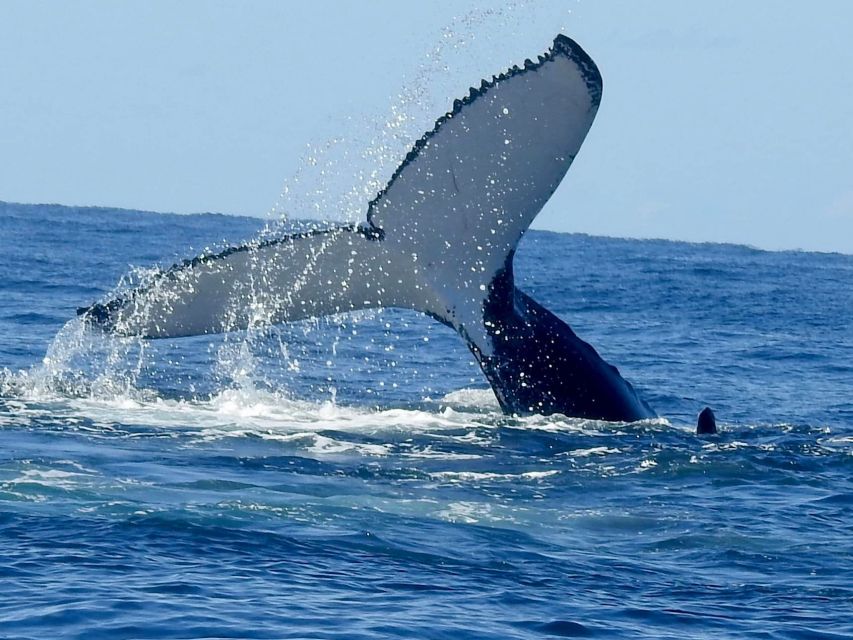 Gold Coast Whale Experience - Who will enjoy this cruise most?