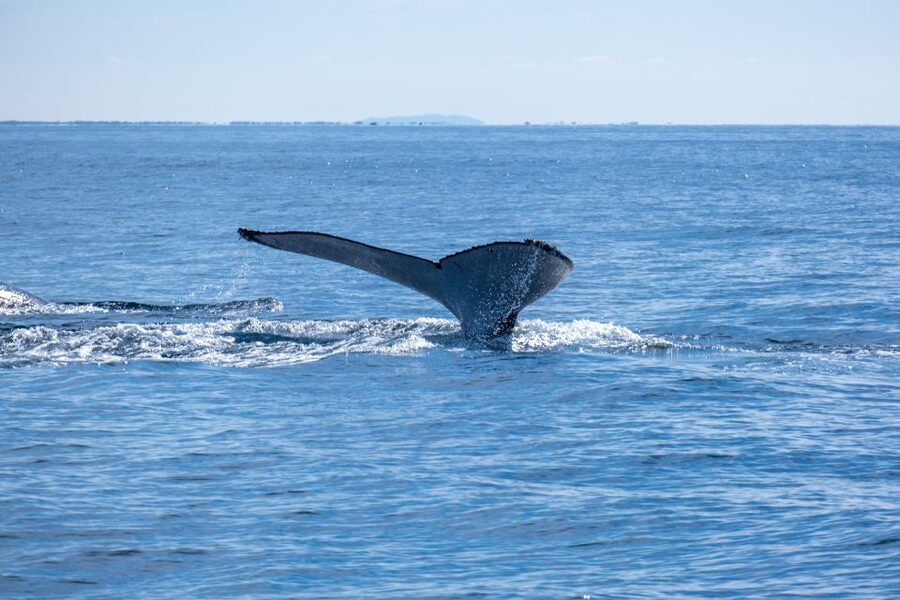 Gold Coast Whale Experience - Planning your day around the 150 minutes