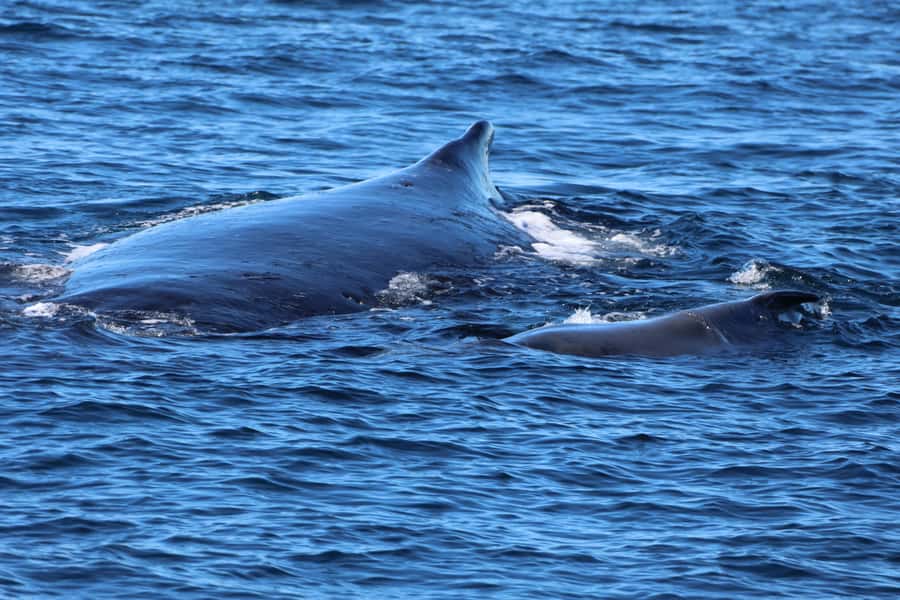 Gold Coast Whale Experience - Watching humpbacks along the migration route