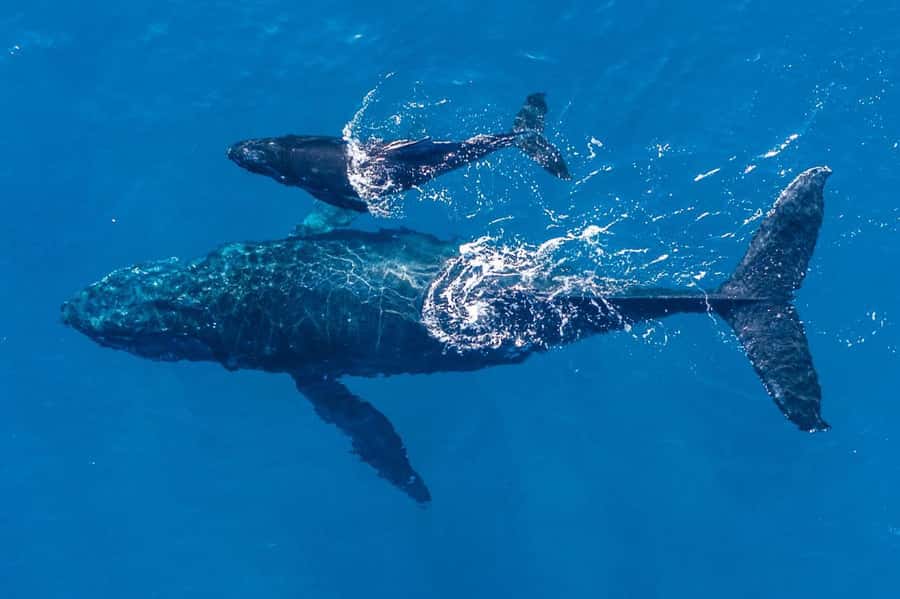 Gold Coast: Whale Watching - Key points to know before you book