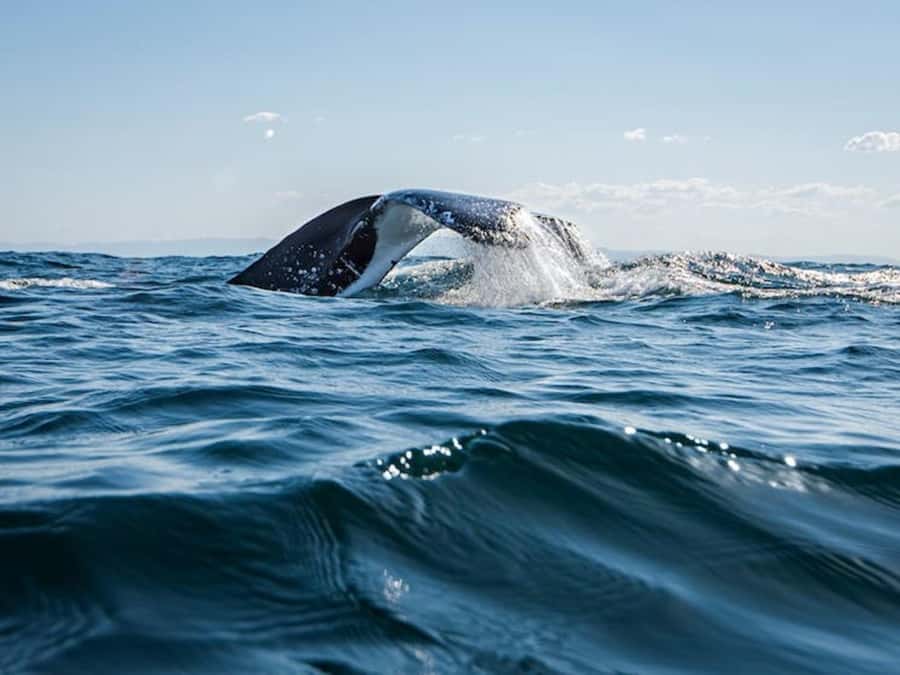 Gold Coast: Whale Watching - Who will enjoy this whale watch most