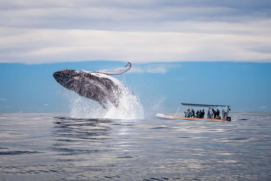 Gold Coast: Whale Watching - The 30-minute safety briefing