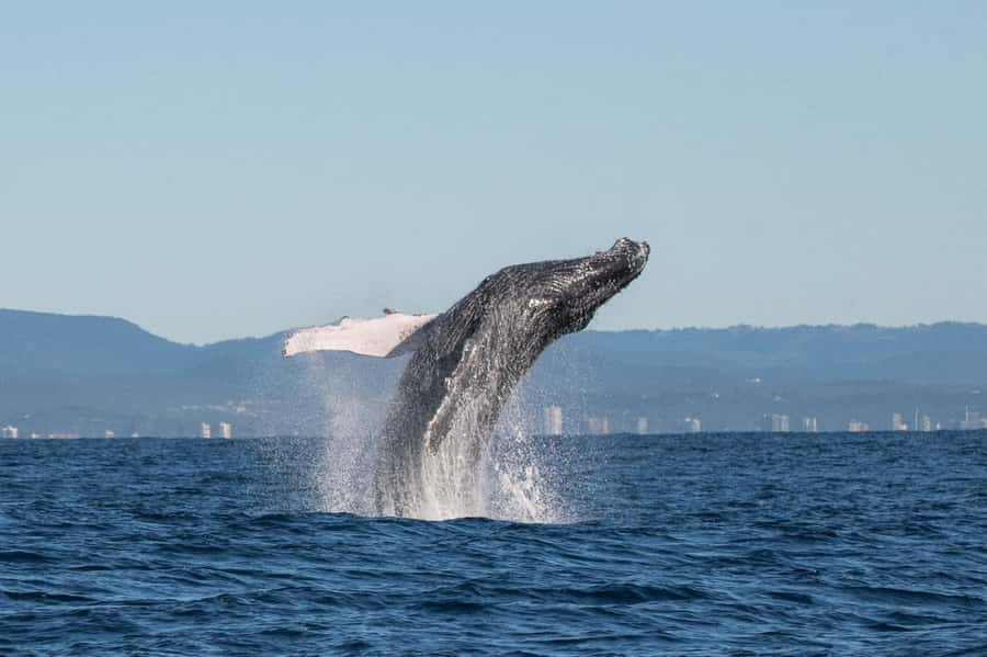 Gold Coast: Whale Watching - A 15-minute cruise through New South Wales