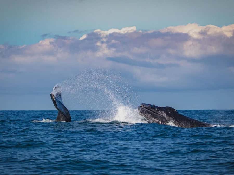 Gold Coast: Whale Watching - Two hours watching whales off the Gold Coast