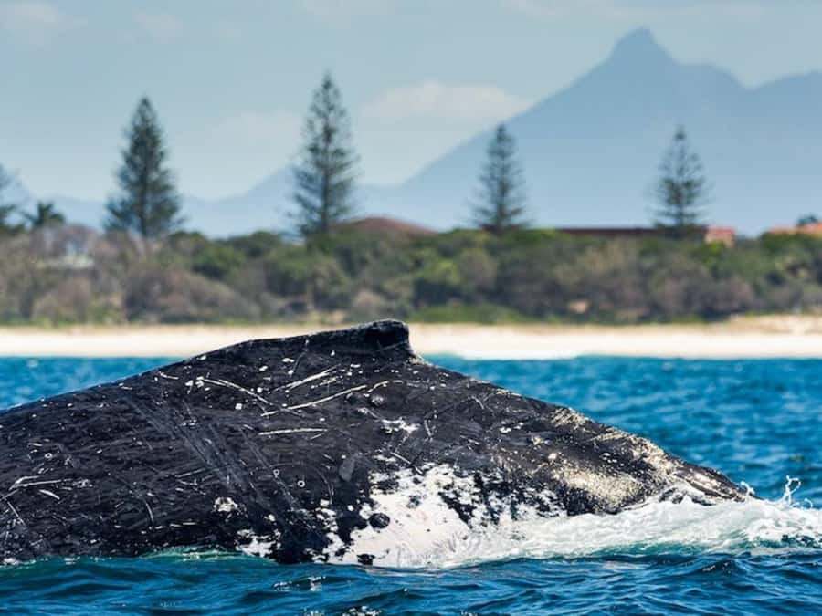 Gold Coast: Whale Watching - What the crew adds to the outing