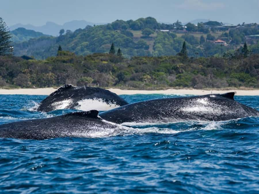 Gold Coast: Whale Watching - Is $84 a fair price?
