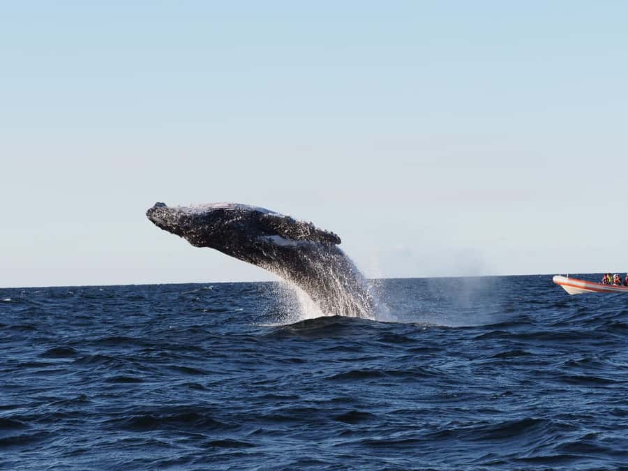 Gold Coast: Whale Watching - What to bring for an open-ocean trip