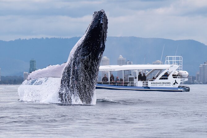 Gold Coast Whale Watching Cruise - Key things to know before booking