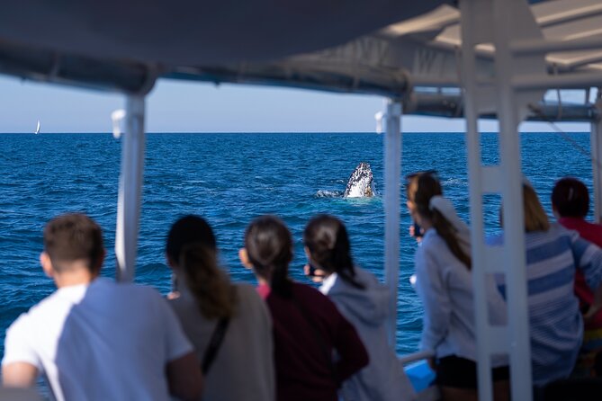Gold Coast Whale Watching Cruise - Why the small boat changes the experience