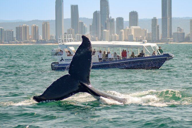Gold Coast Whale Watching Cruise - Whale sightings, calves, dolphins, and luck