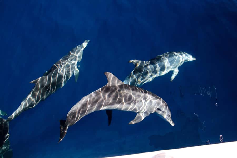 Gold Coast: Whale Watching Cruise & Sea World Entry - Two Gold Coast attractions in one flexible plan