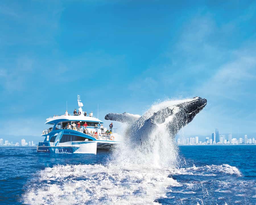 Gold Coast: Whale Watching Cruise & Sea World Entry - What whale watching is really like offshore