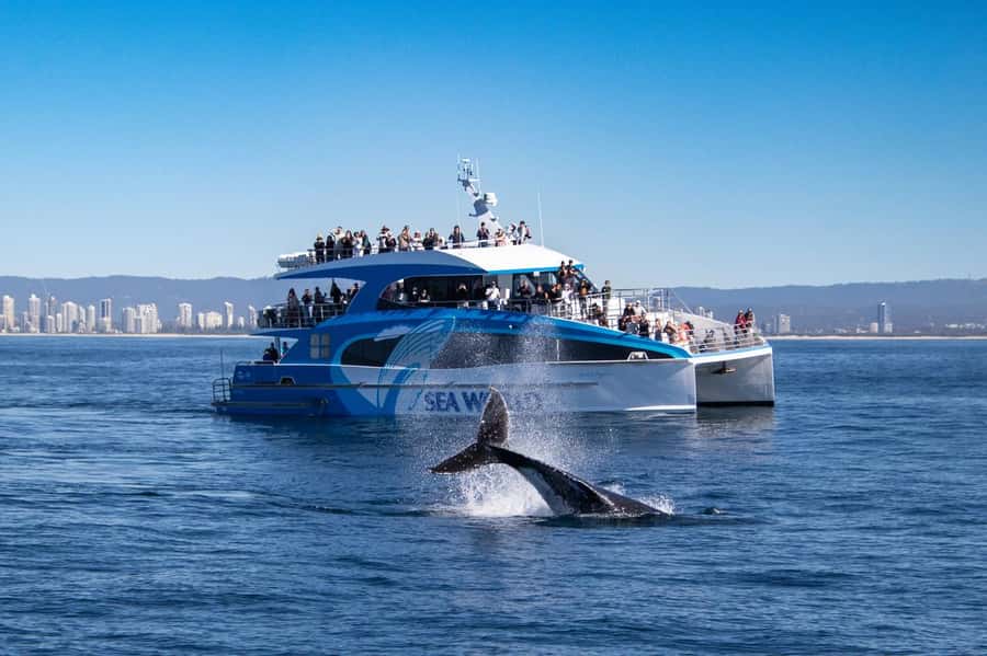 Gold Coast: Whale Watching Cruise & Sea World Entry - Same day or following day?