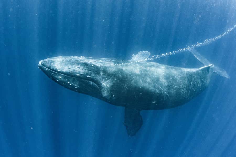 Gold Coast: Whale Watching Cruise & Sea World Entry - Who gets the most from this package?