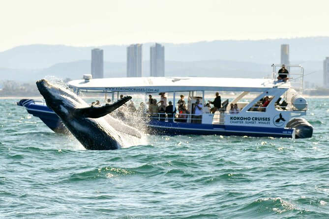 Gold Coast Whale Watching Cruise - Watching humpbacks from every side of the boat