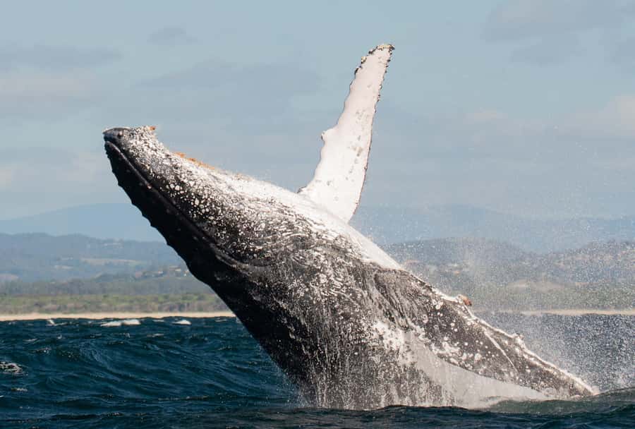 Gold Coast: Whale Watching - Starting at Chinderah Bay Drive
