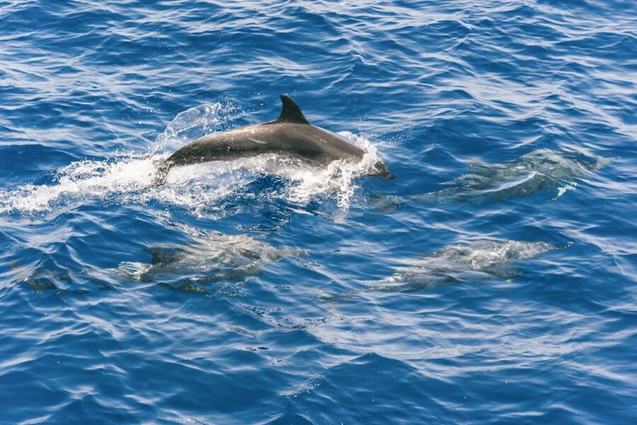 Gran Canaria: Dolphin and Whale Watching Cruise - Who will enjoy this most