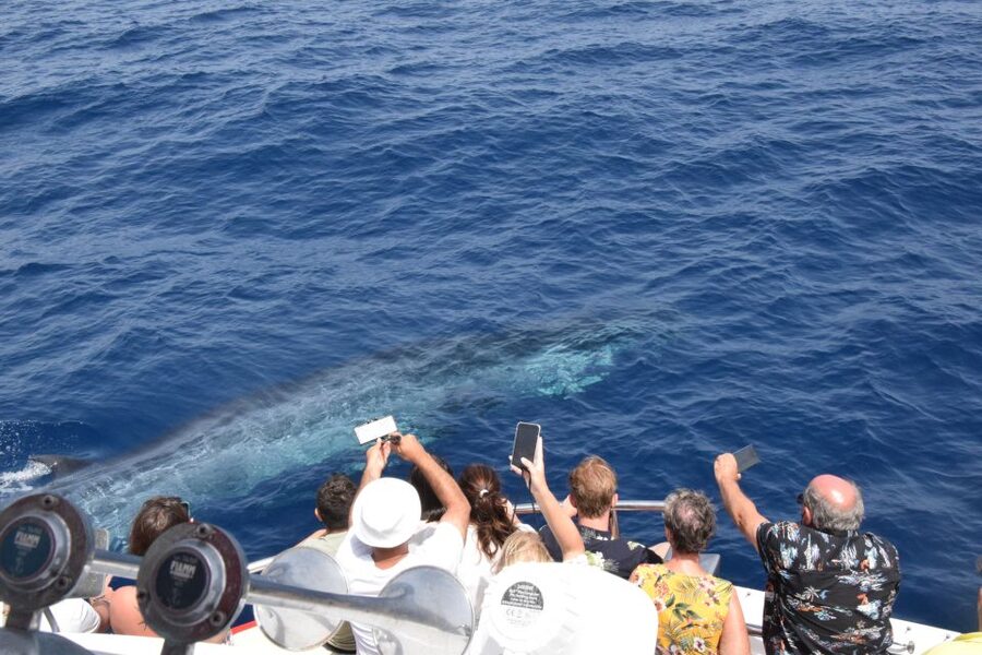 Gran Canaria: Dolphin and Whale Watching Cruise - Dolphins, whales, turtles, and flying fish
