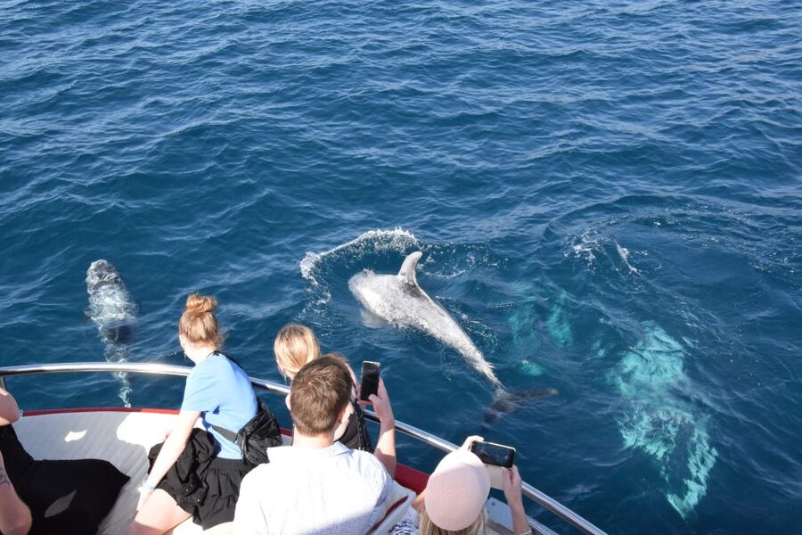 Gran Canaria: Dolphin and Whale Watching Cruise - The marine guide and onboard commentary