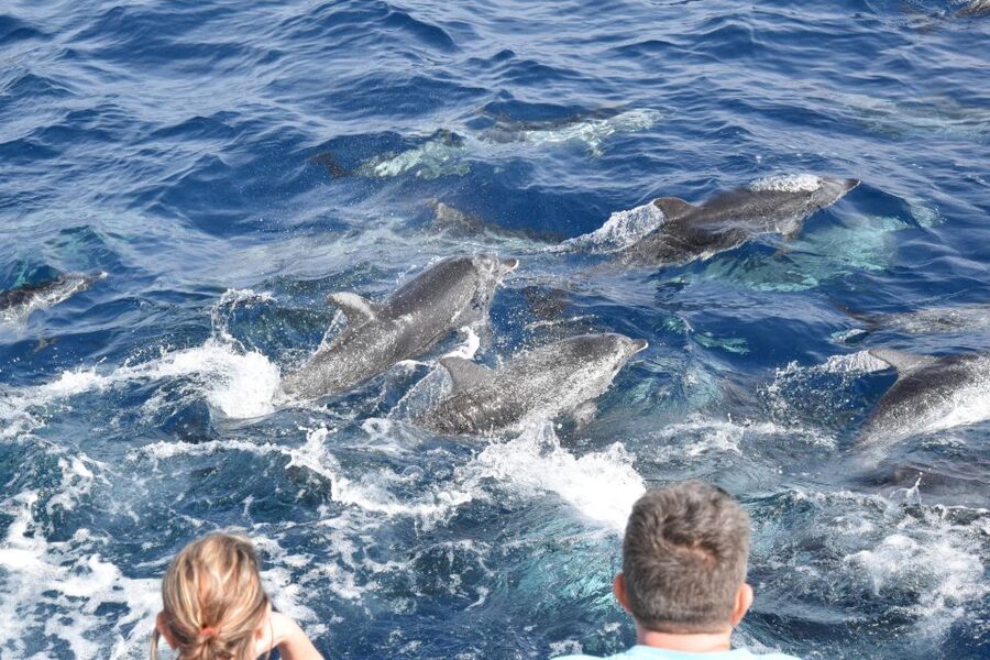 Gran Canaria: Dolphin and Whale Watching Cruise - Food, drinks, and comfort at sea