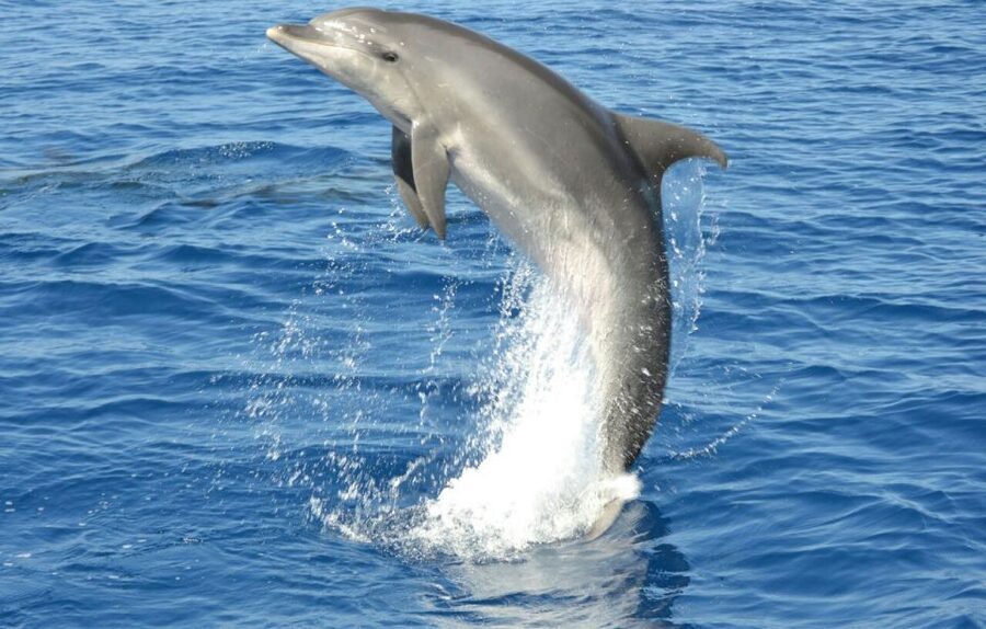 Gran Canaria: Dolphin and Whale Watching Cruise - Timing, duration, and the value of the price