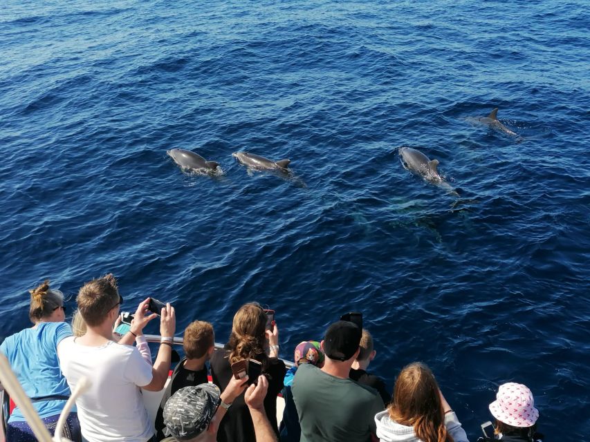 Gran Canaria: Dolphin and Whale Watching Cruise - What to bring and how to prepare