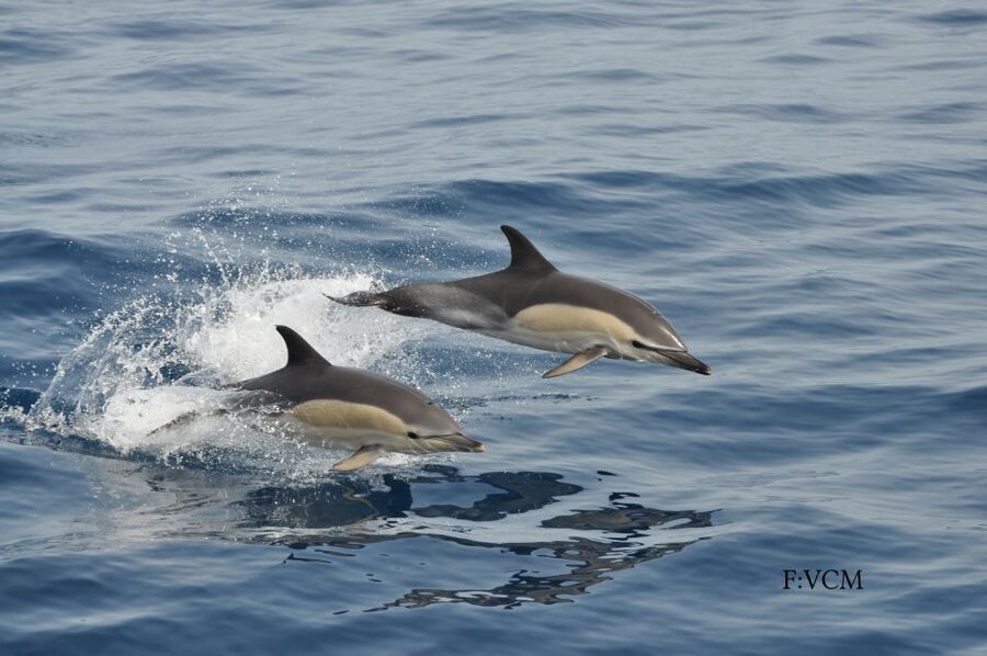 Gran Canaria: Dolphin and Whale Watching Cruise - Who should book this cruise
