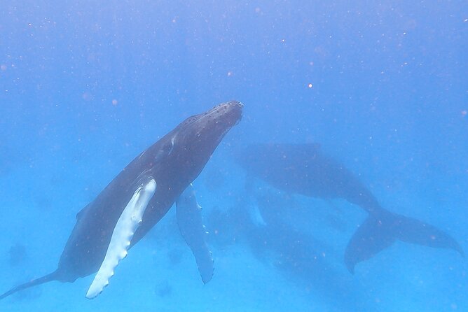 Grand Turk: Whale Watching - From Jack’s Shack to the migration route