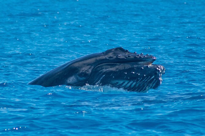 Grand Turk: Whale Watching - How the whale encounter is handled