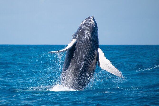 Grand Turk: Whale Watching - Is $200 a fair price?
