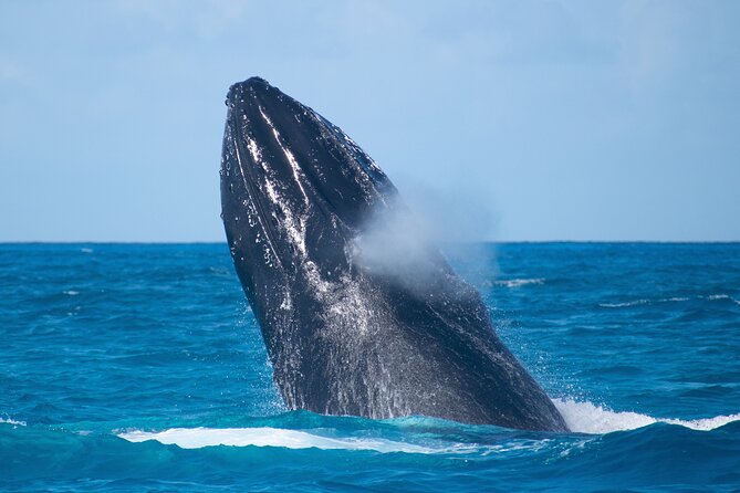 Grand Turk: Whale Watching - Weather, cancellations, and practical planning