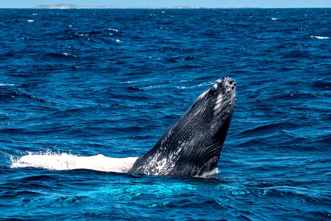 Grand Turk: Whale Watching - What the raised fly-bridge adds