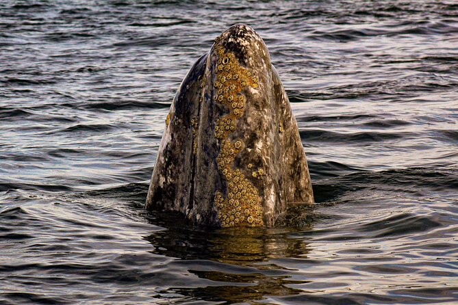 Gray Whale Journey: 10-Hour Tour with 3 Hours of Whale Watching - Key points to know before booking