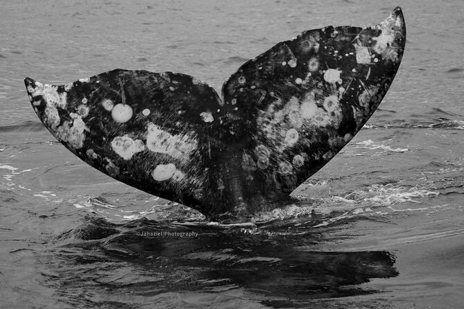 Gray Whale Journey: 10-Hour Tour with 3 Hours of Whale Watching - Why this gray whale trip takes all day