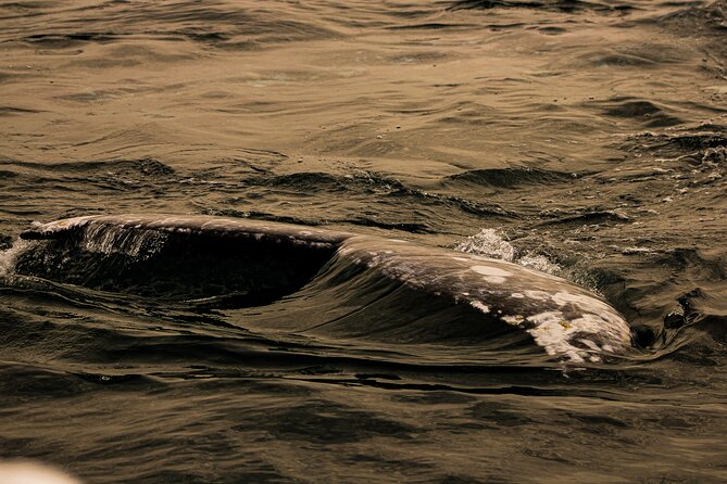 Gray Whale Journey: 10-Hour Tour with 3 Hours of Whale Watching - The return to La Paz