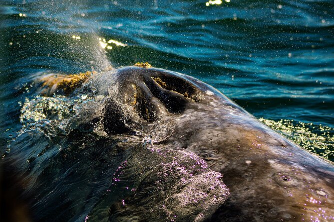 Gray Whale Journey: 10-Hour Tour with 3 Hours of Whale Watching - The 5:30 a.m. pickup from La Paz