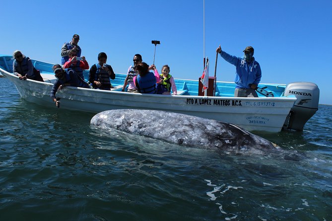 Gray Whale-Watching 2-Day Experience in Magdalena Bay - Key points to know before booking