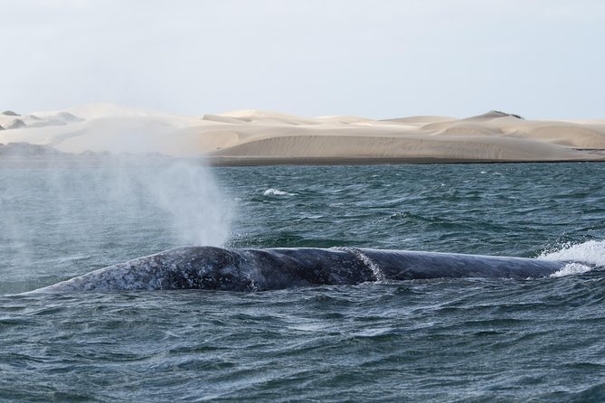 Gray Whale-Watching 2-Day Experience in Magdalena Bay - The afternoon boat ride through the bay